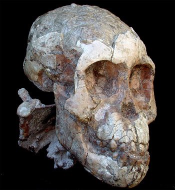 skull