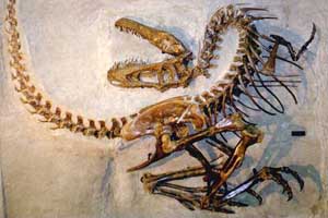 saur